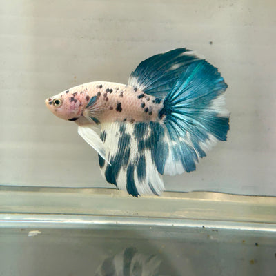 Blue Marble Halfmoon - Male Betta 175