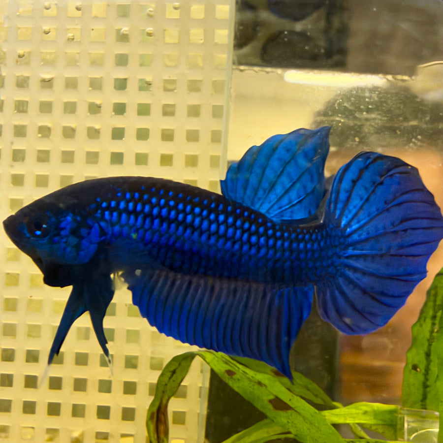 Pez betta macho Wild Mahachai azul n.º 172