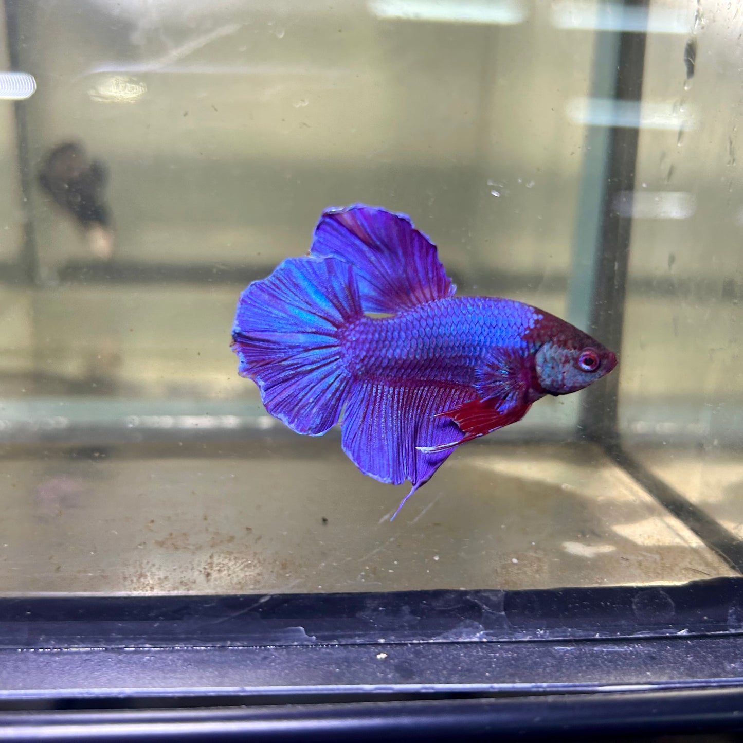Purple Pink Halfmoon - Male Betta 029