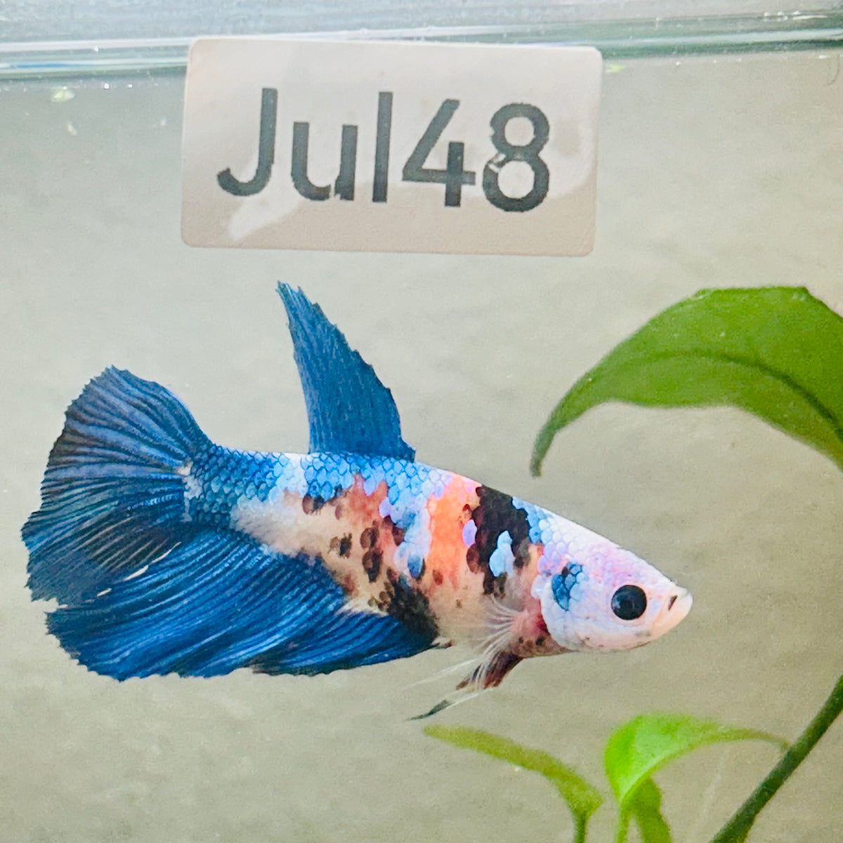Halfmoon white Masked Candy Female Betta #Jul48