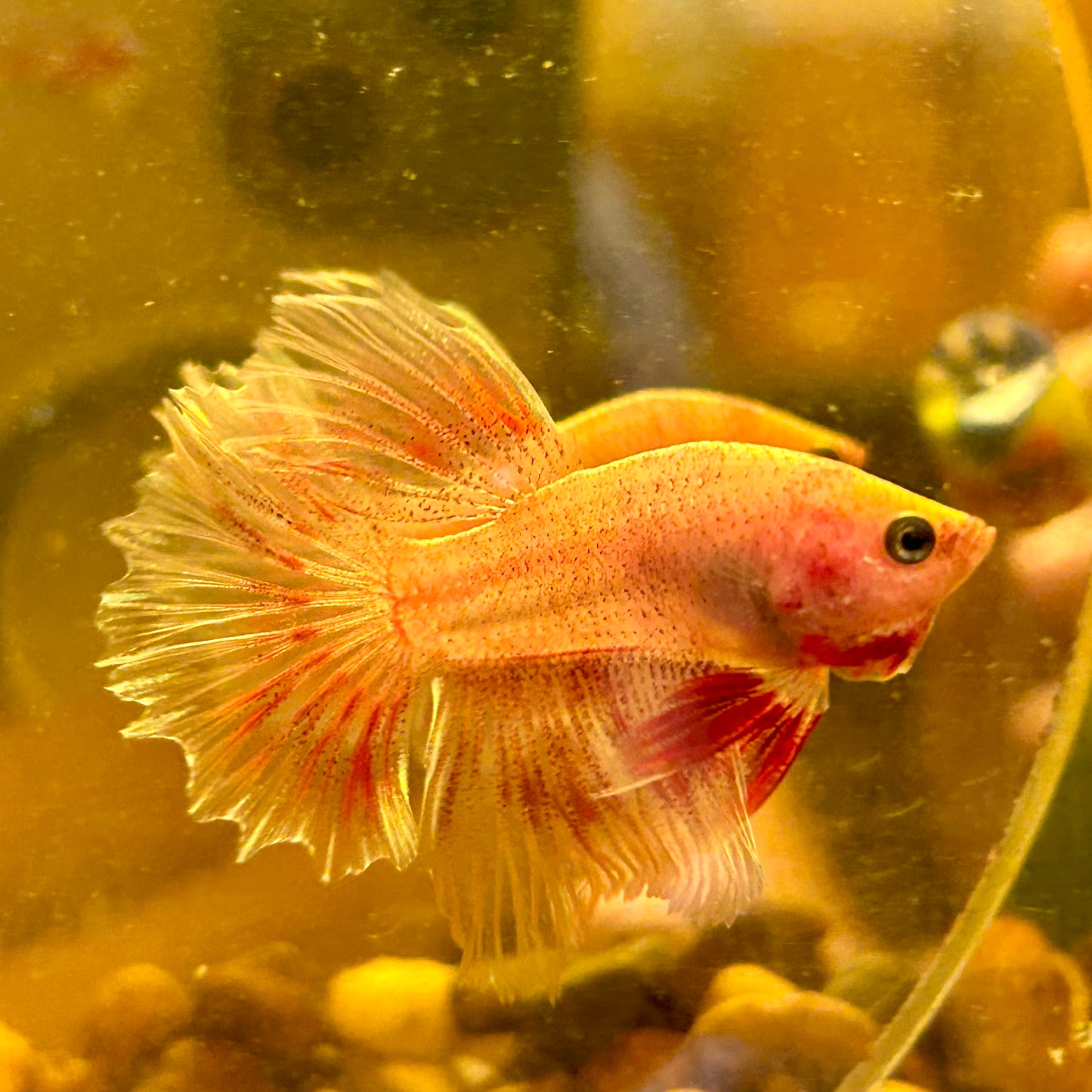 Red Fancy Halfmoon - Male Betta 123