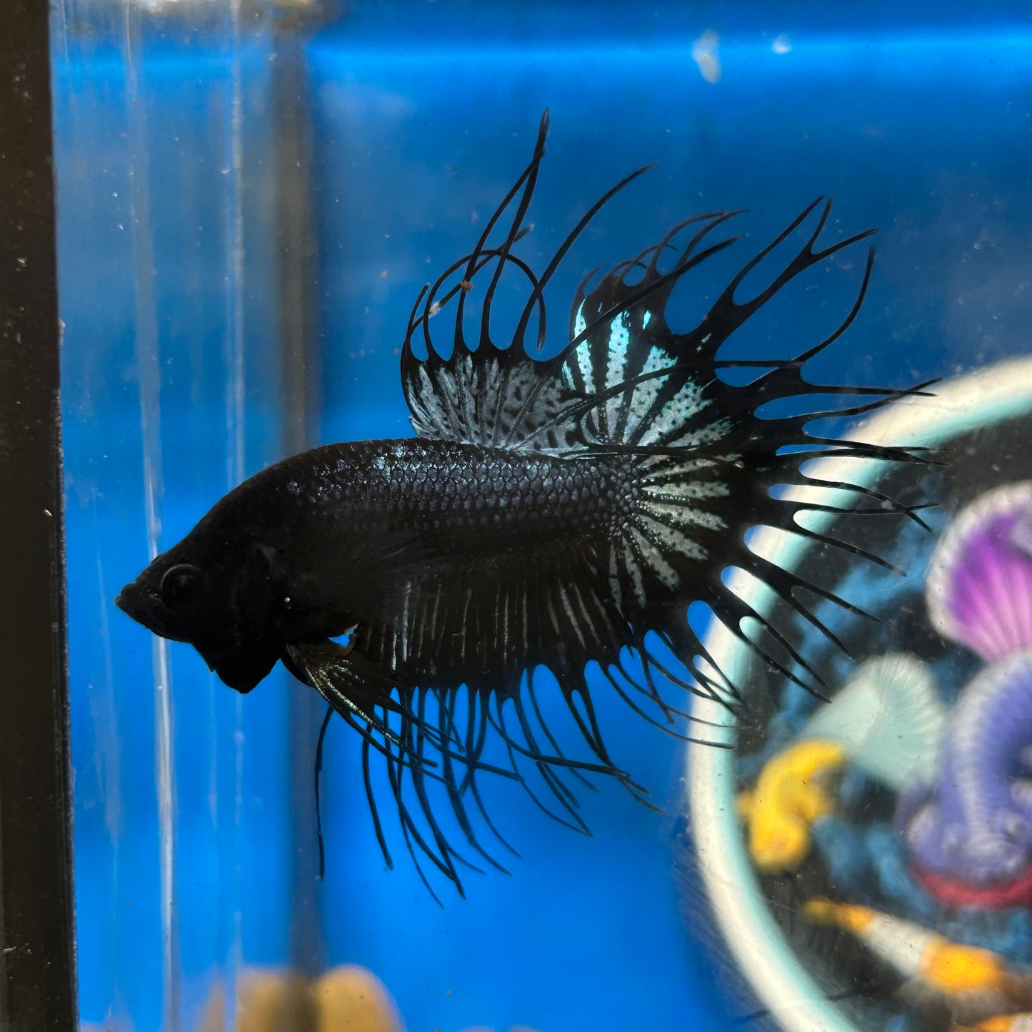 Black Orchid King Crowntail - Male Betta 028