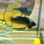 Black Mustard Plakat - Male Betta BM03