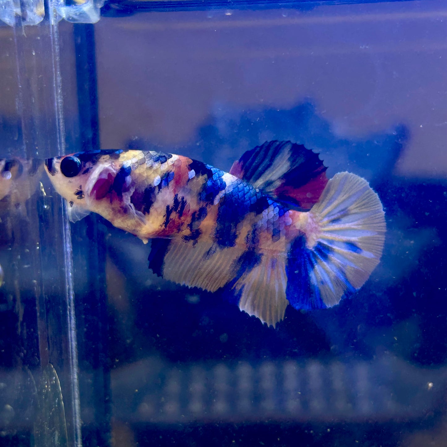 Tiger Koi Plakat - Female Betta 112