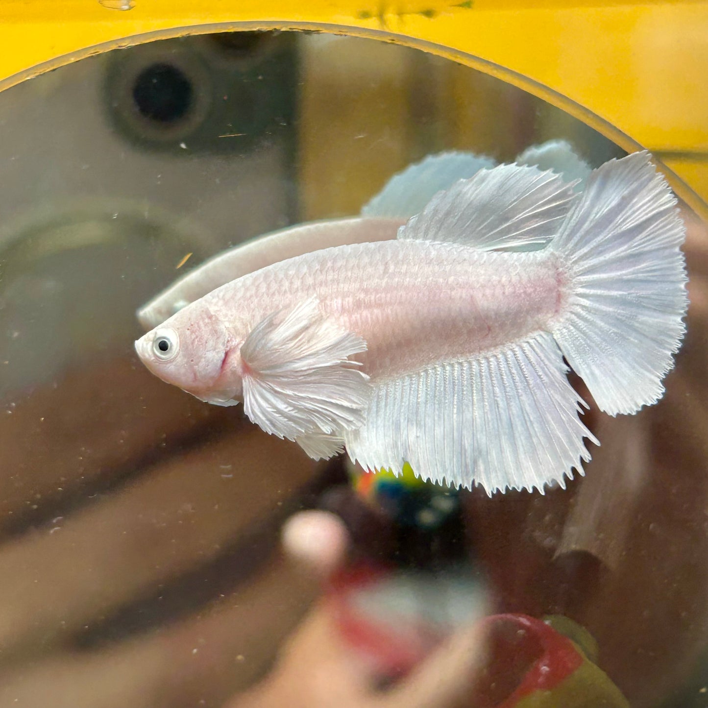 Dumbo White Halfmoon - Female Betta 114