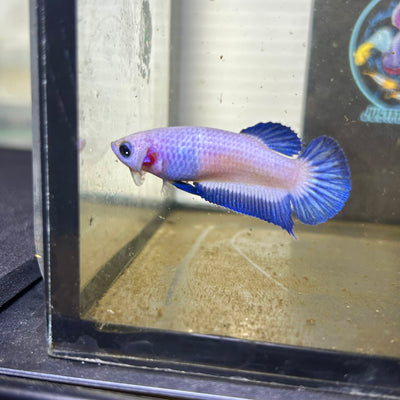 Blue Rim Plakat - Female betta 118