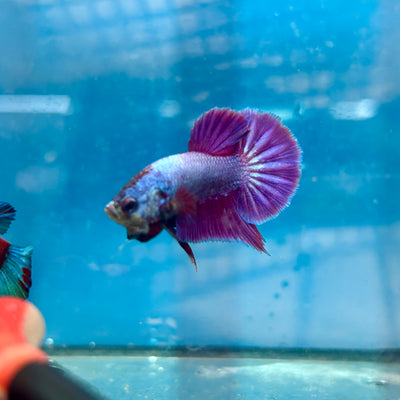 Betta Male Plakat Purple Pink #A03
