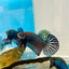 Betta Mahachai Grey Spade Tail Male #MA18