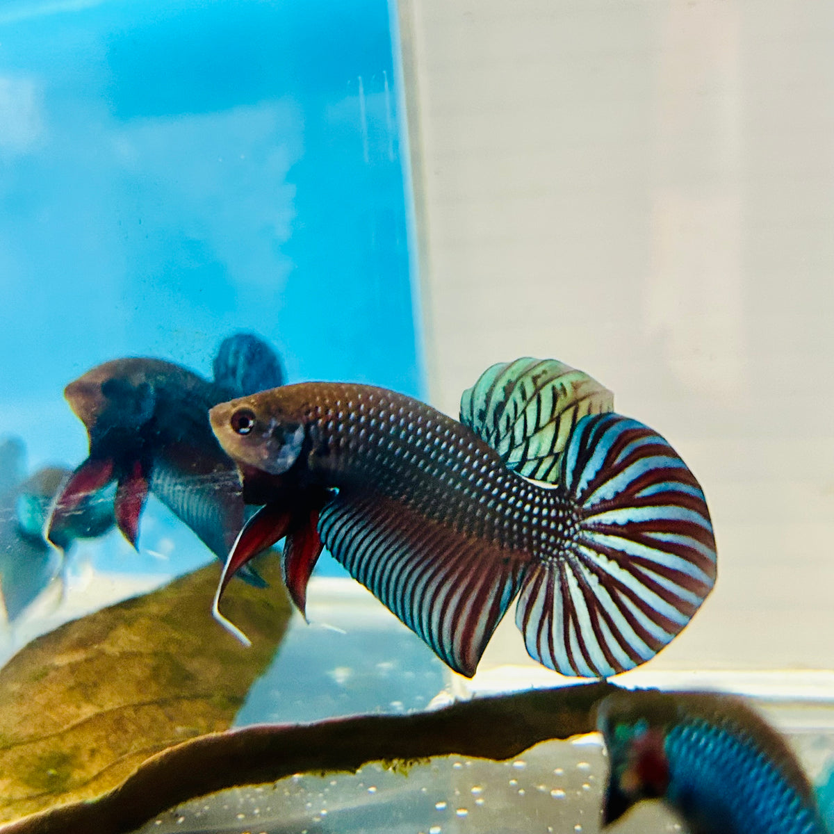 Betta Mahachai Grey Spade Tail Male #MA18