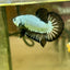 Black Dragon Plakat - Male betta 123