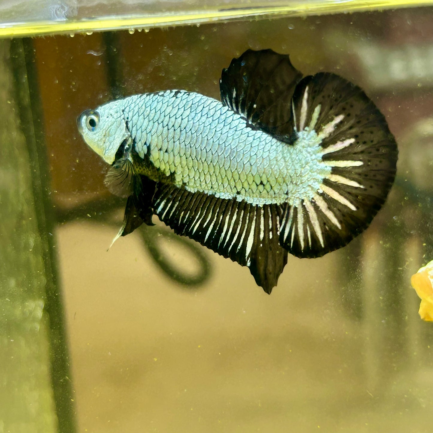 Black Dragon Plakat - Male betta 123