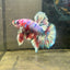 Red Koi Barongsai Plakat - Male betta 044