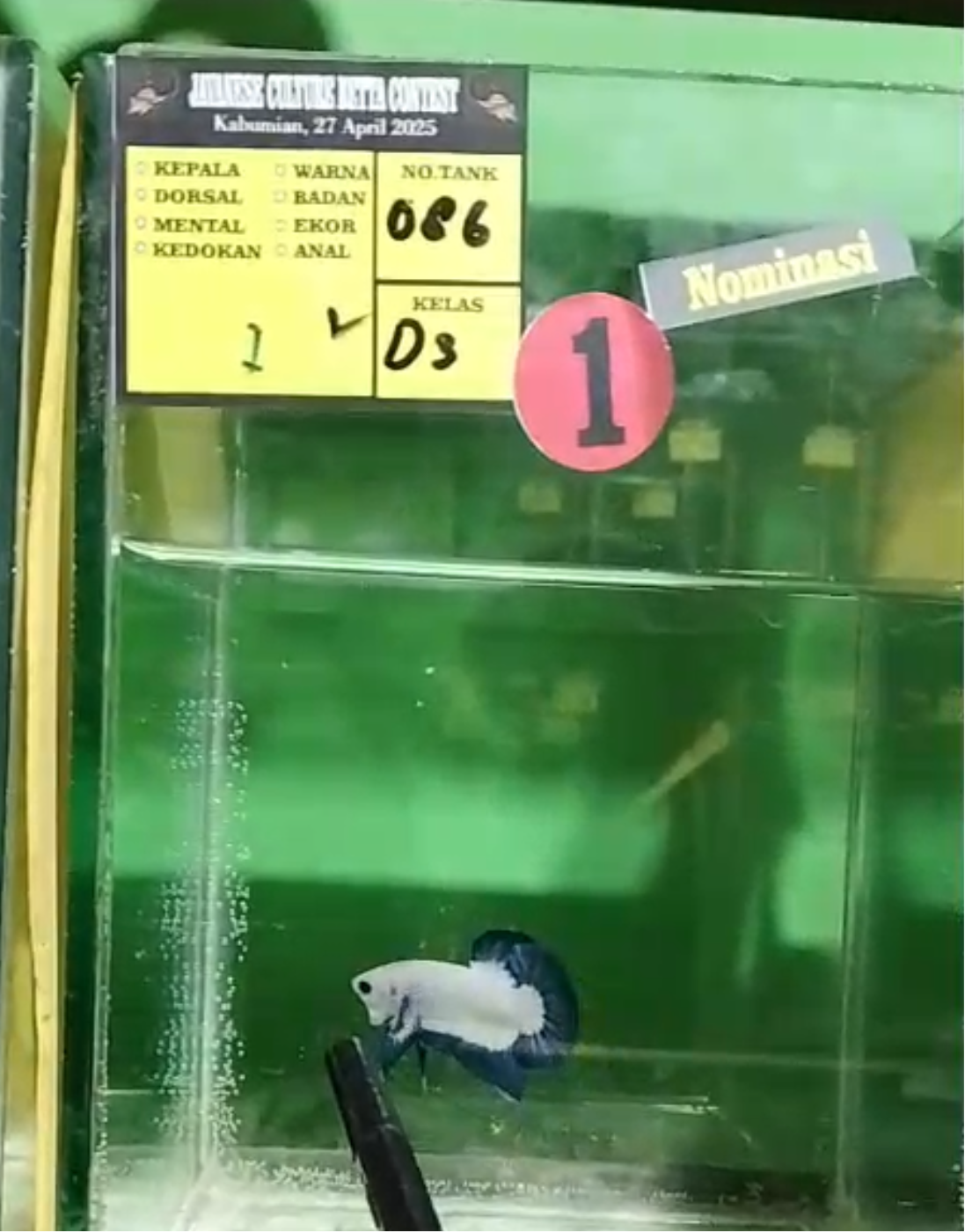Blue Rim Plakat - Male betta 1st place