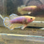 Yellow Pineapple Feather Tail - Female betta 040
