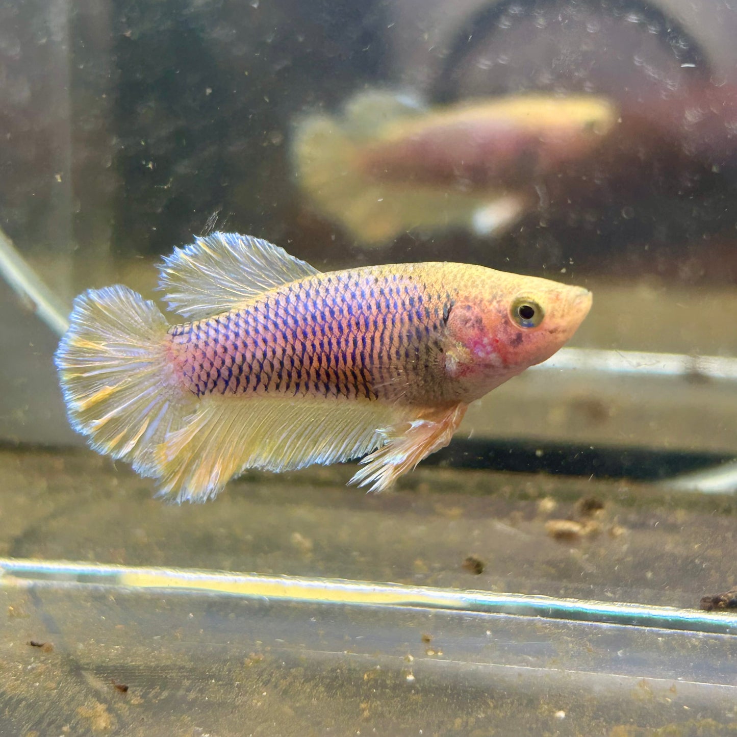 Yellow Pineapple Feather Tail - Female betta 040