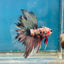 Copper Koi Halfmoon - Male Betta 056