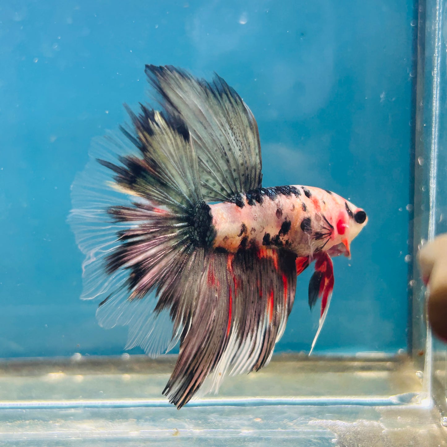 Copper Koi Halfmoon - Male Betta 056
