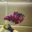 Red Koi Galaxy Plakat - Male Betta 062