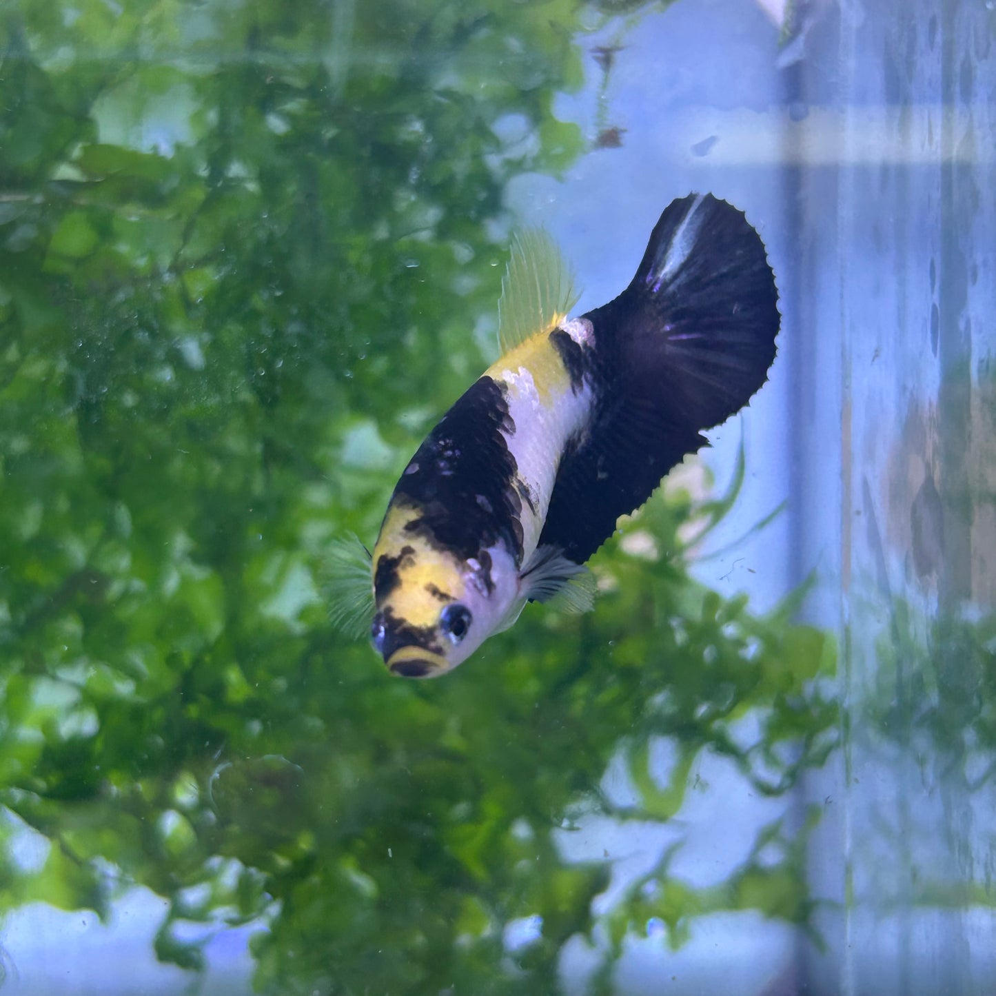 Yellow Koi Bumble Bee Plakat - Female Betta #155