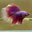 Purple Pink Halfmoon - Male Betta 097