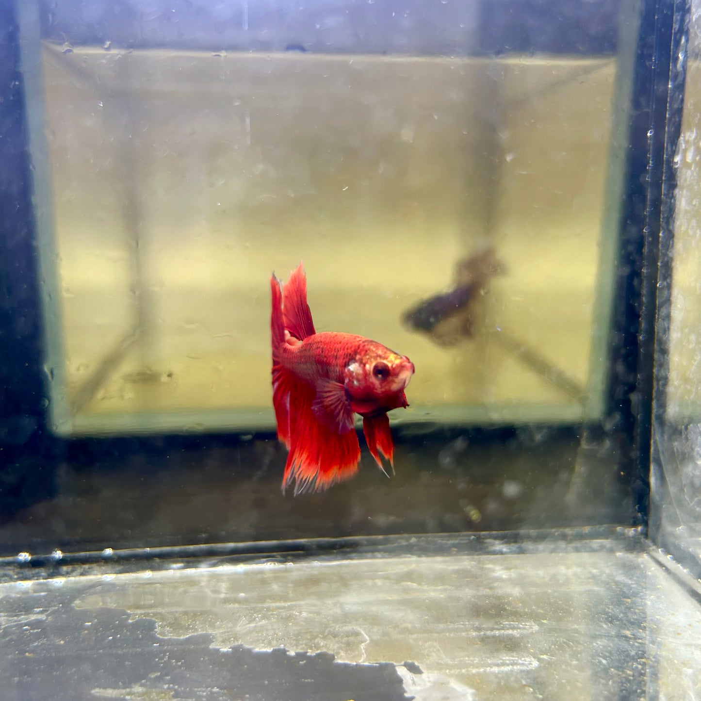 Red Koi Galaxy Halfmoon - Male Betta 161