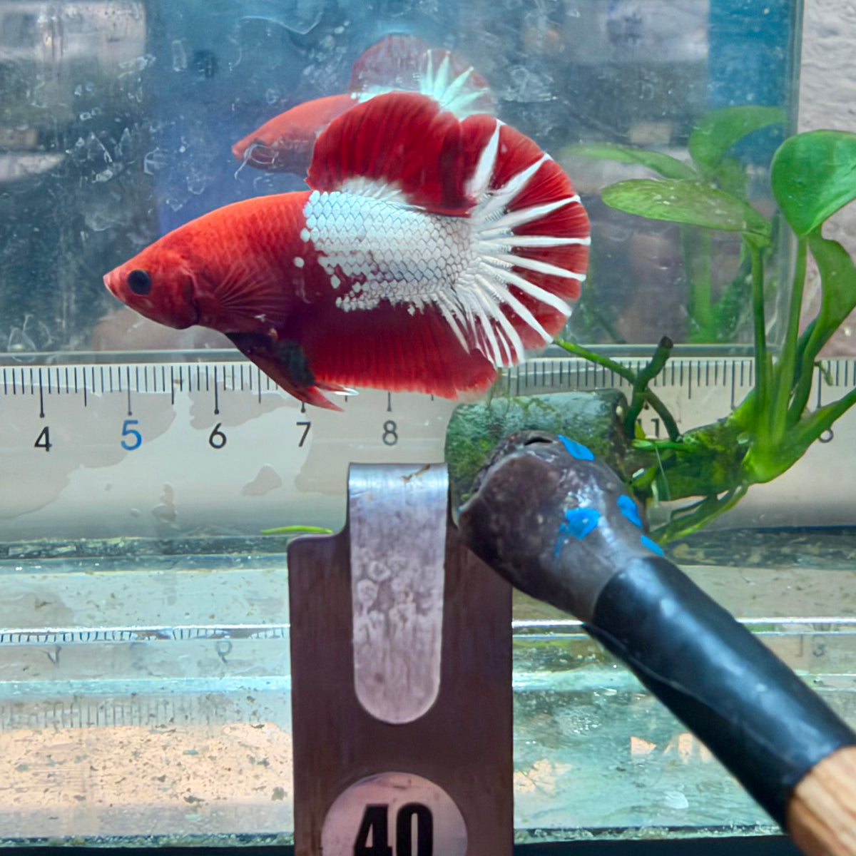 Plakat Red Fancy Copper Male Betta #040