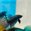 Betta Mahachai Grey Spade Tail Male #MA18
