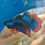 Wild Imbellis Blue - Male Betta 089