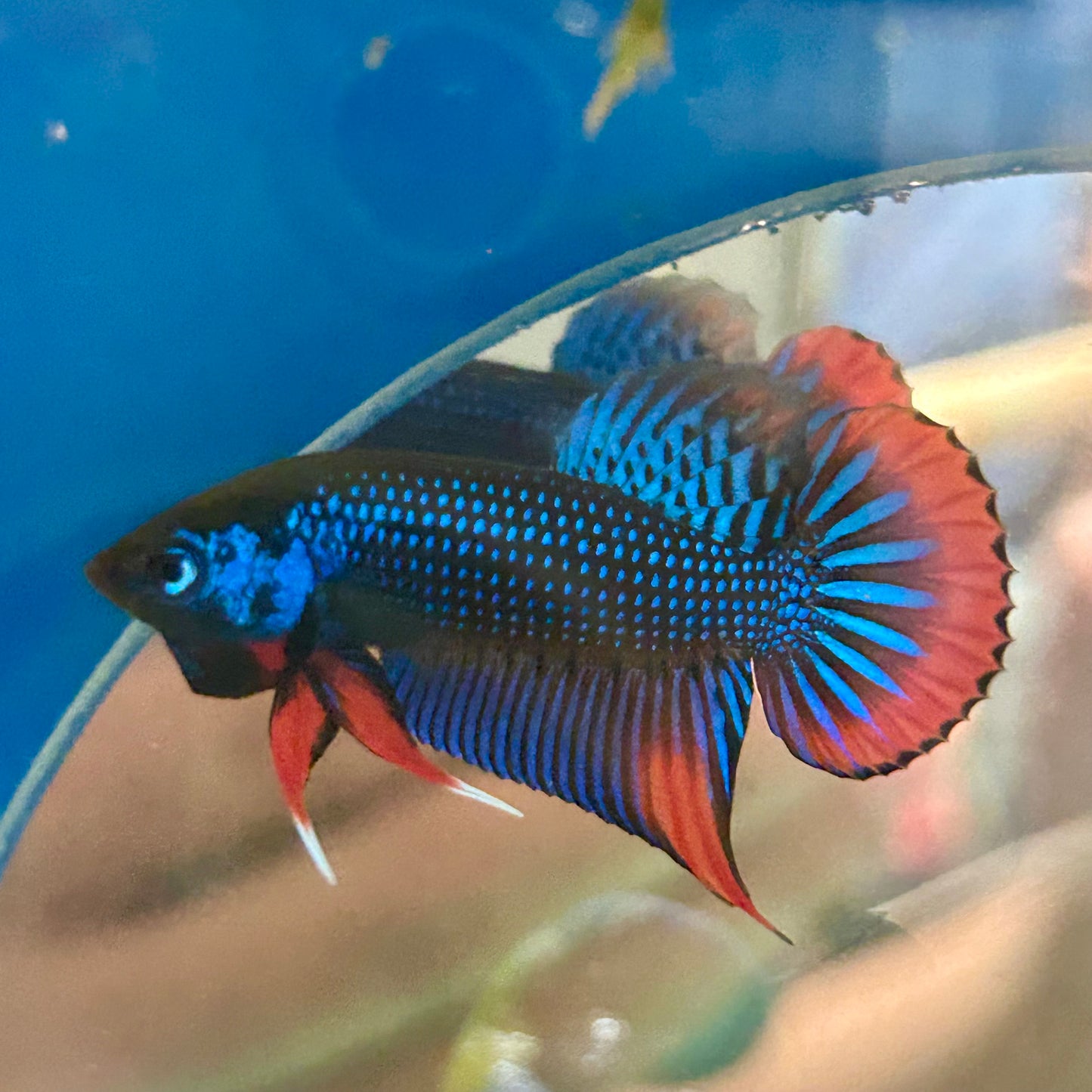 Wild Imbellis Blue - Male Betta 089