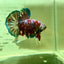 Red Snow Barongsai Plakat - Male Betta 184