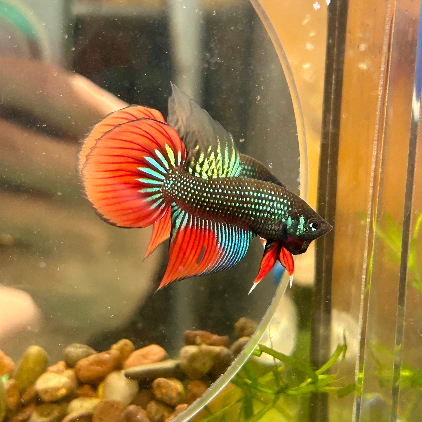 Wild Imbellis Green Long fins - Male Betta 109