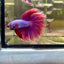 Purple Pink Halfmoon - Male Betta PM3