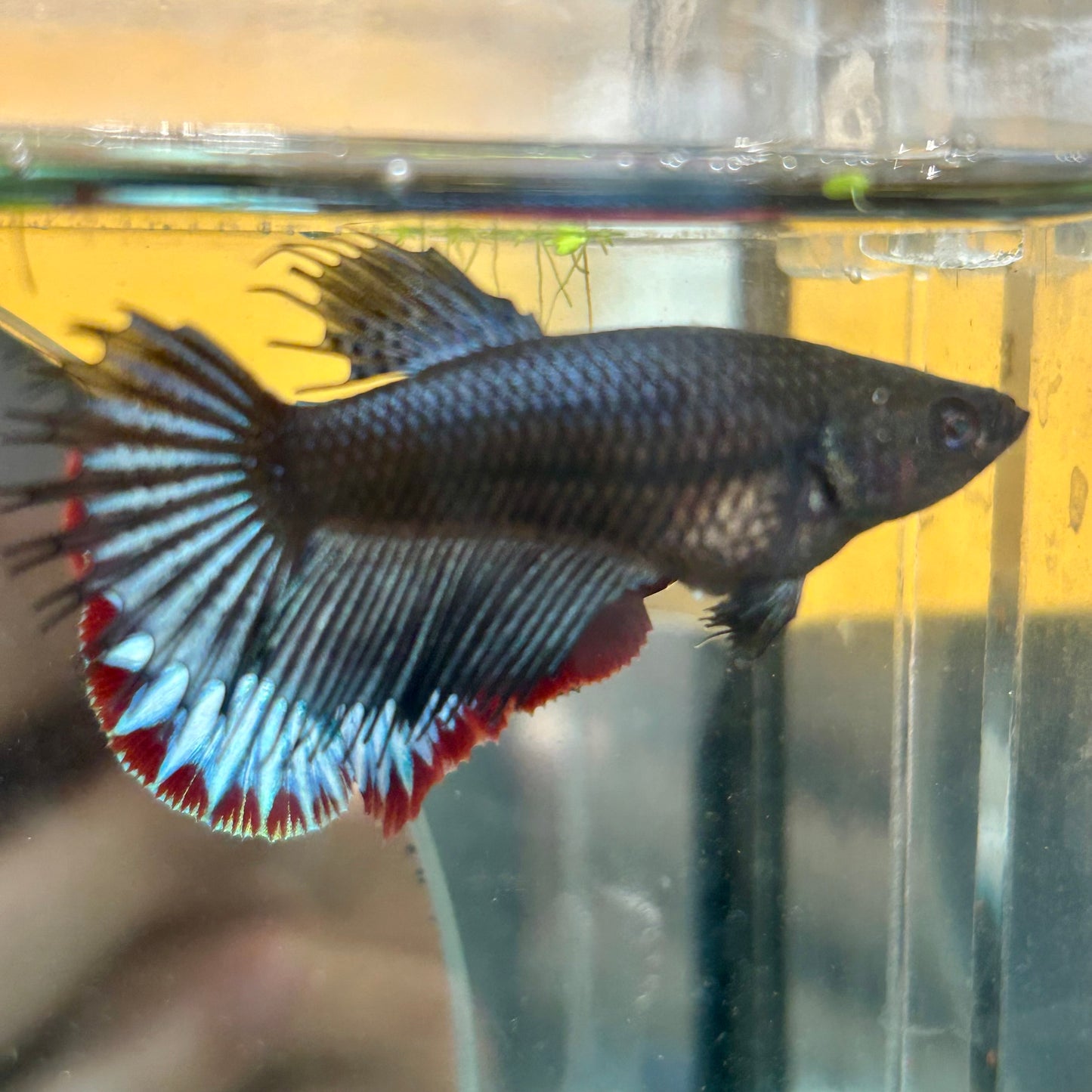 Black Orchid King Crowntail - Female betta 095 Breeder Grade