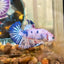 Blue Koi Candy Plakat - Male betta 035