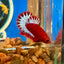 Red Fancy Hellboy Plakat - Male Betta 012