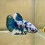 Blue Marble Dot Plakat - Male betta 176