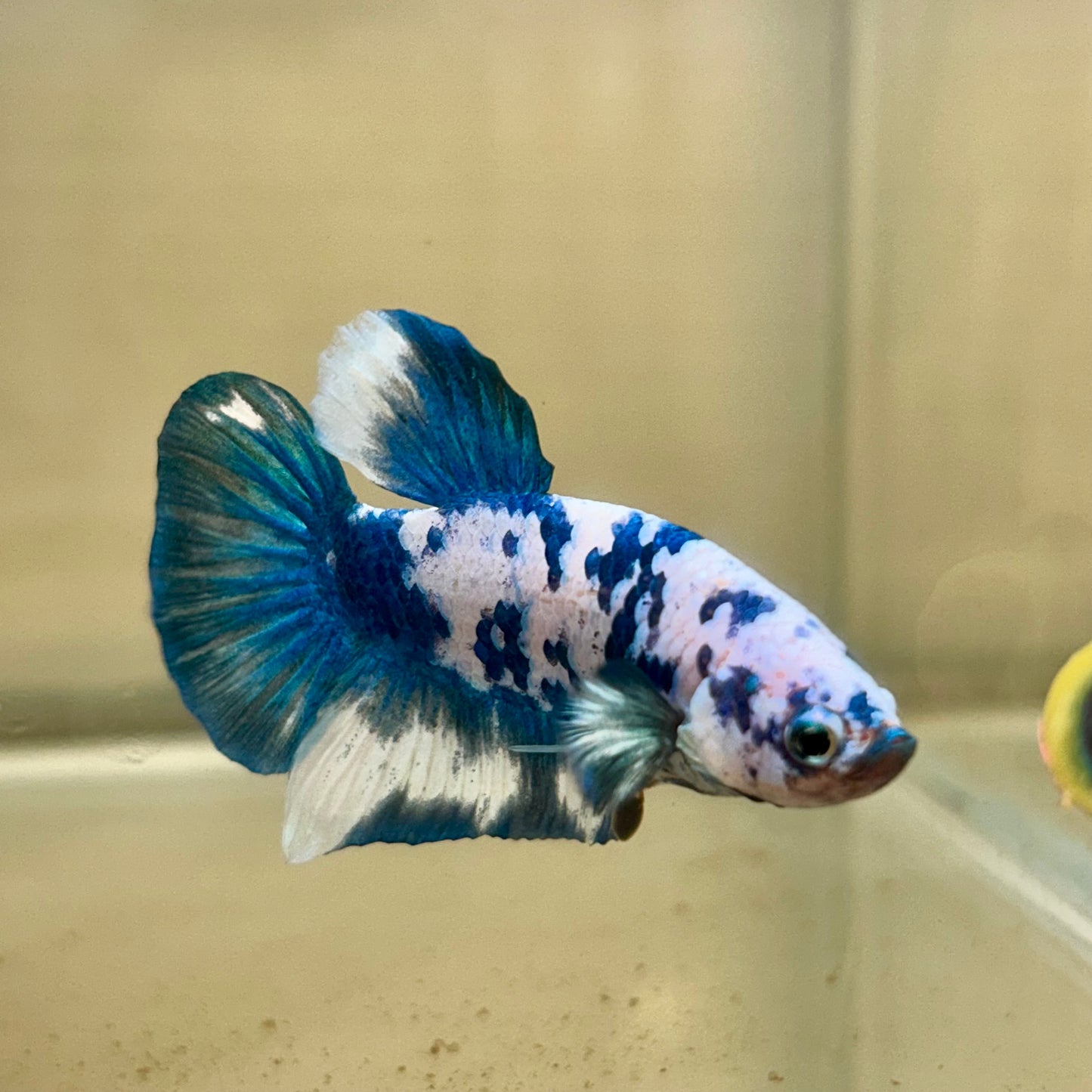 Blue Marble Dot Plakat - Male betta 176