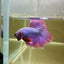 Purple Pink Halfmoon - Male Betta 075