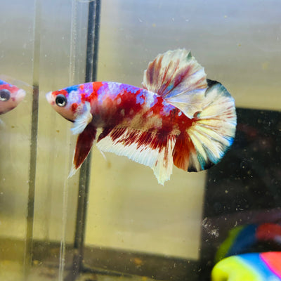 Red Koi Barongsai Plakat - Male betta 083