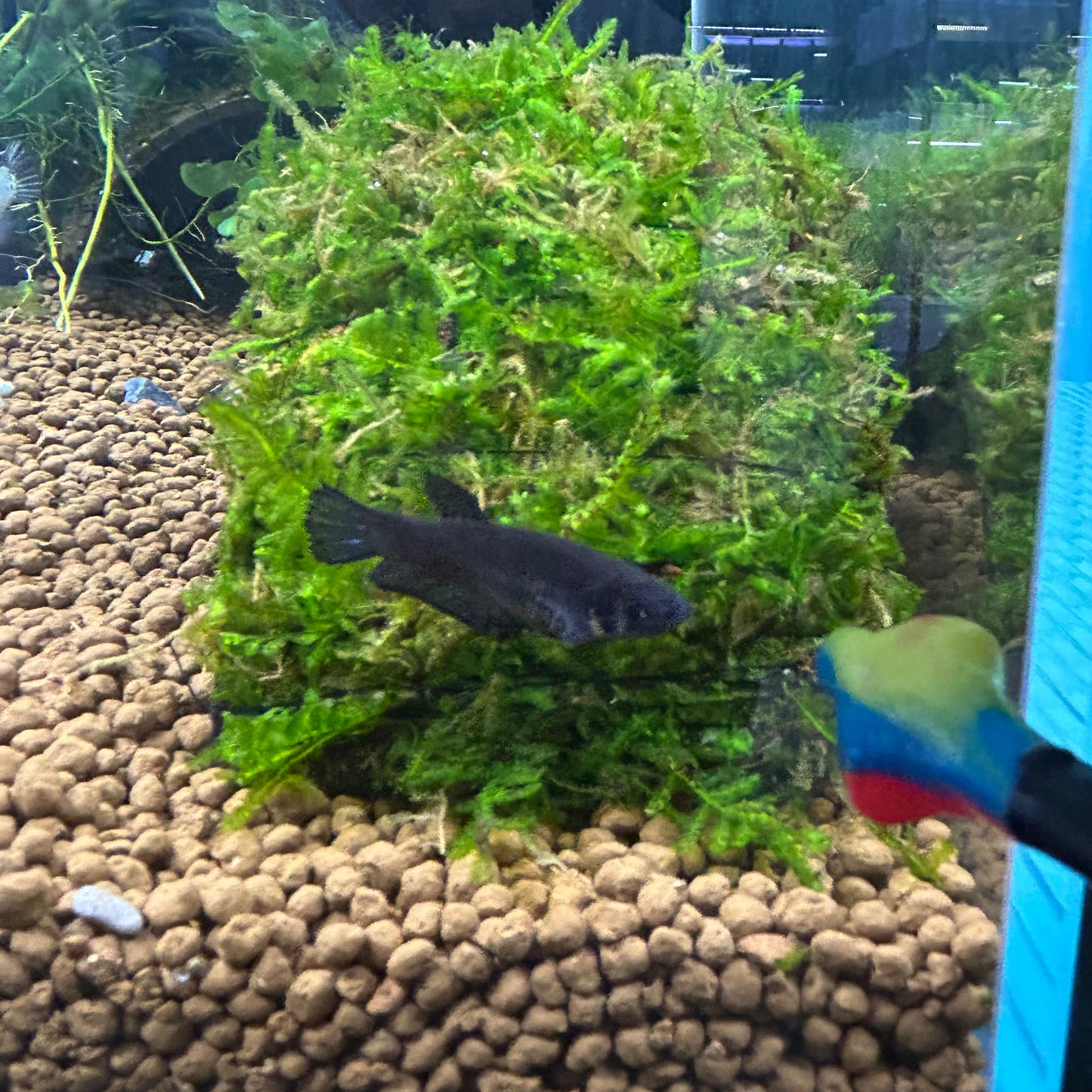 Super Black Plakat - Female betta