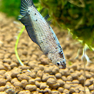 Black Dragon Plakat - Female Betta