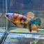 Multicolor Koi Plakat - Female Betta 008