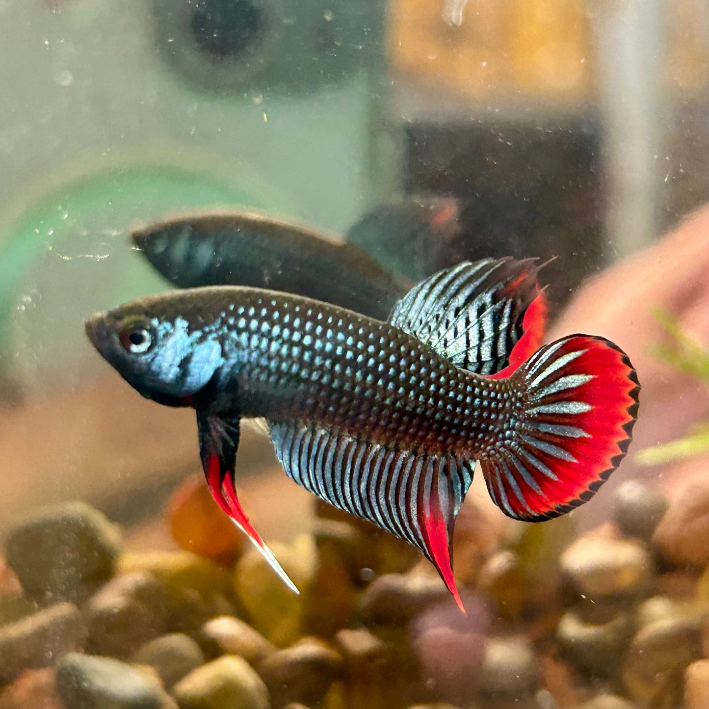 Wild Imbellis Grey - Male Betta 089