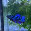 Betta Avarta Nebula Female Plakat Black #174