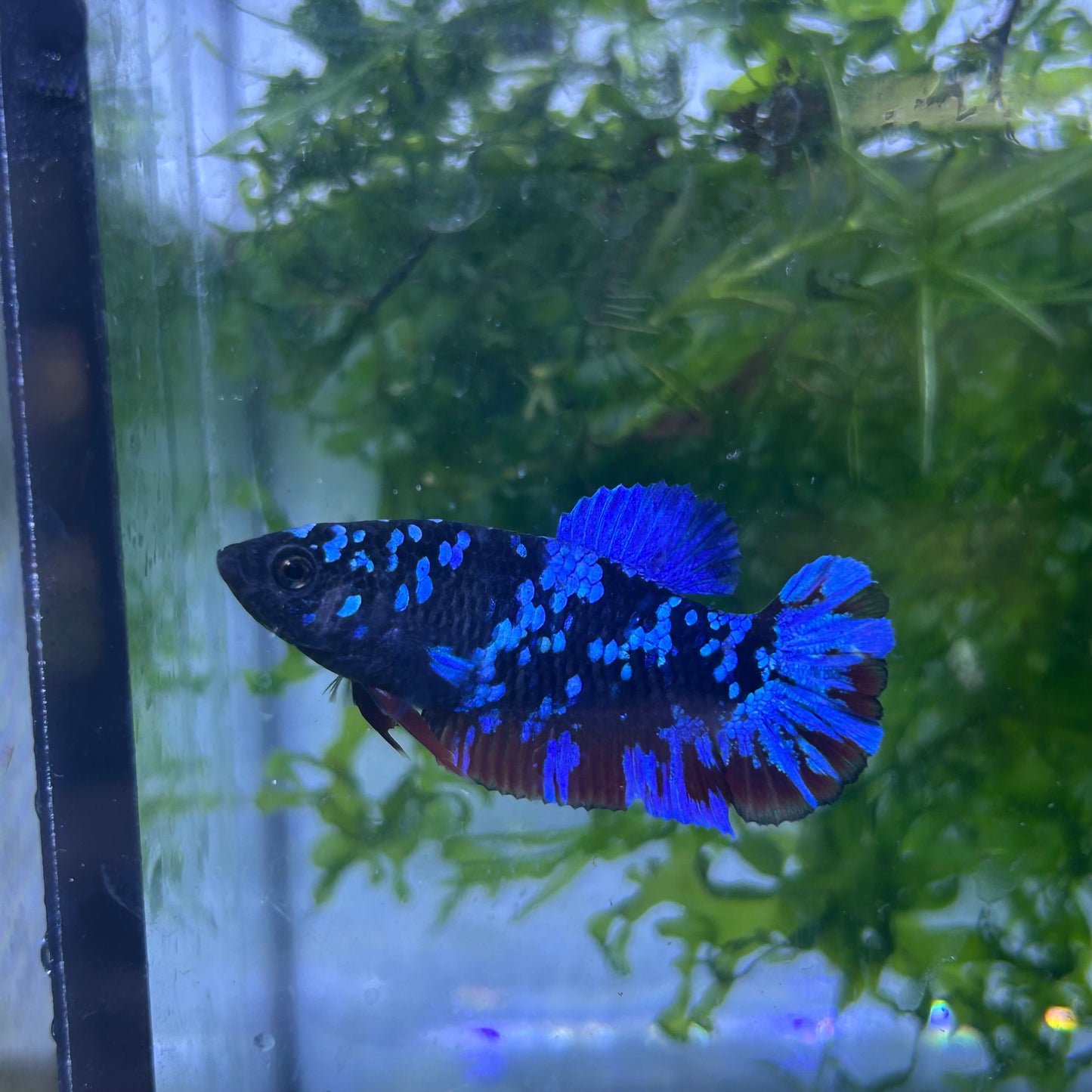 Betta Avarta Nebula Female Plakat Black #174