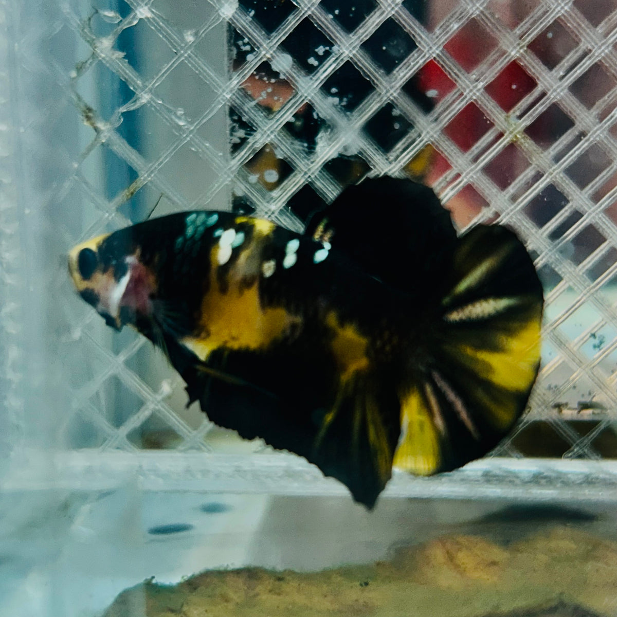 Plakat Bumble Bee Yellow Male Betta #165