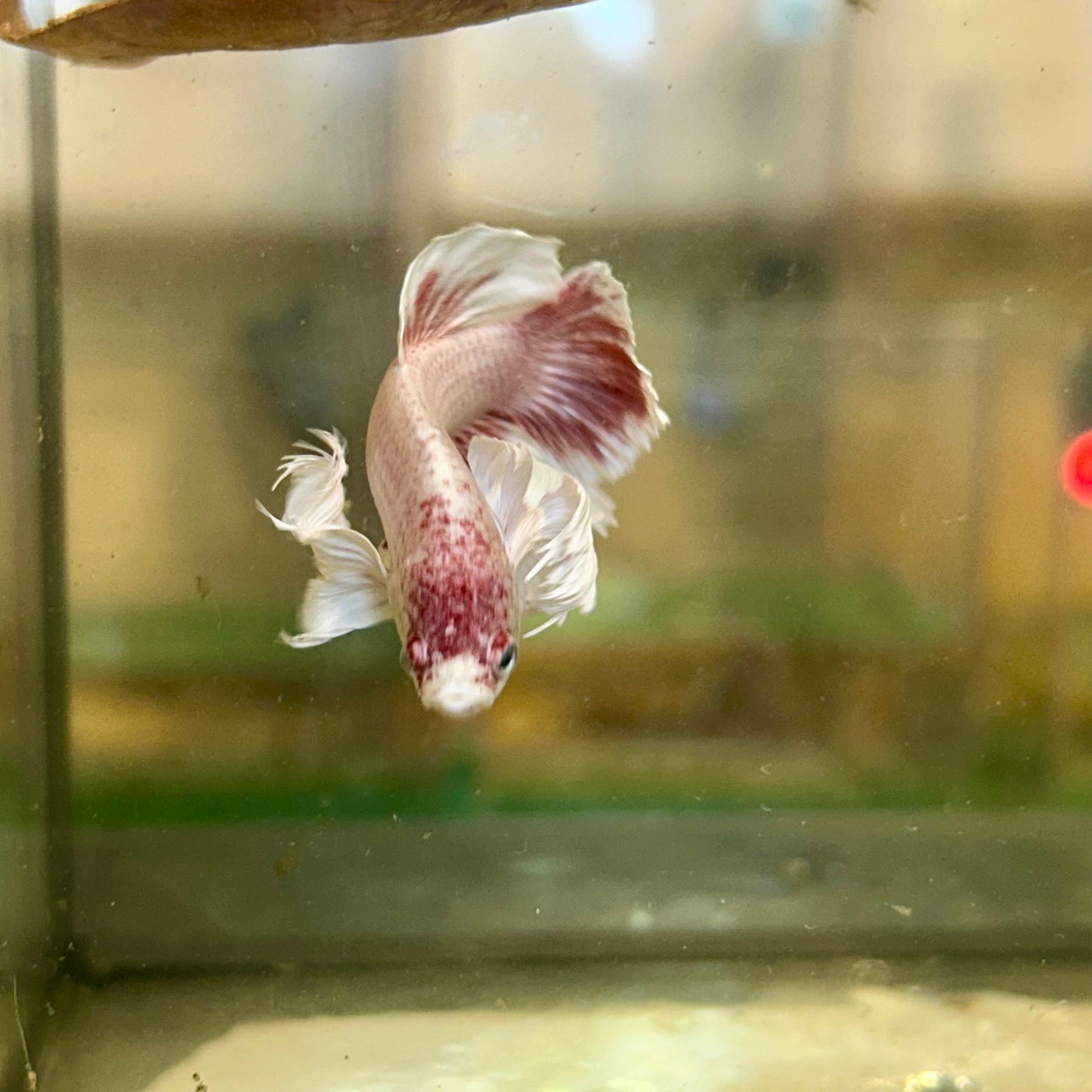 Dumbo Rose Gold Plakat - Male Betta 128