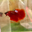 Red Fancy Halfmoon - Male Betta 024