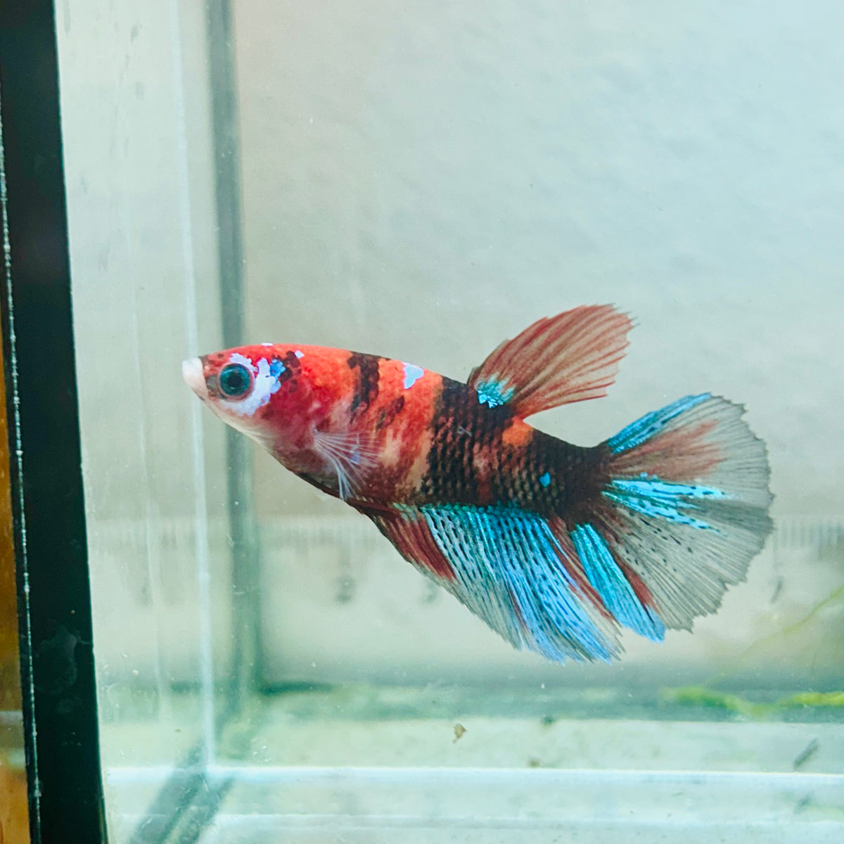 Halfmoon Koi Red Female Betta #Jul35