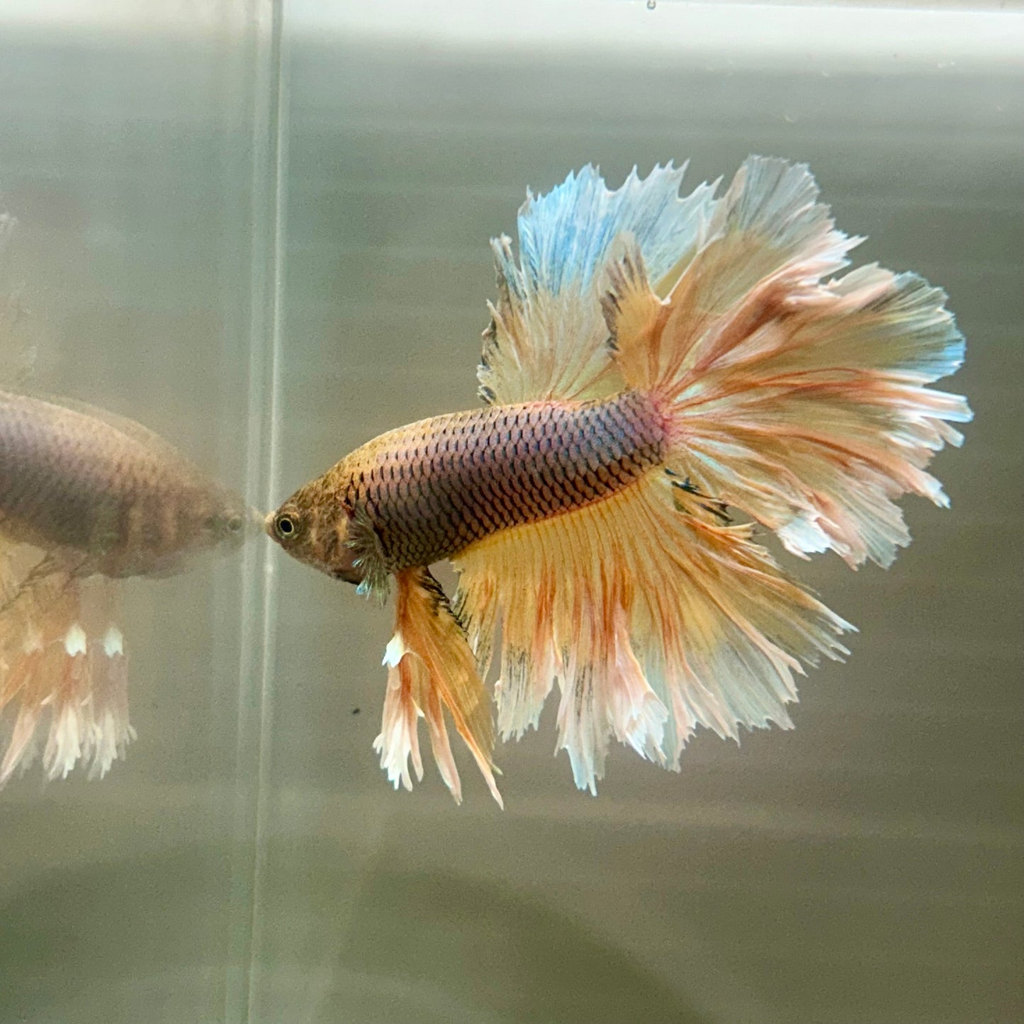 Yellow Pineapple Feather Tail- Male Betta 070